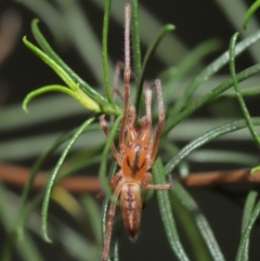 Cheiracanthium gracile at Downer, ACT - suppressed