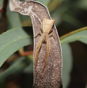 Sidymella trapezia at Downer, ACT - 19 Mar 2021