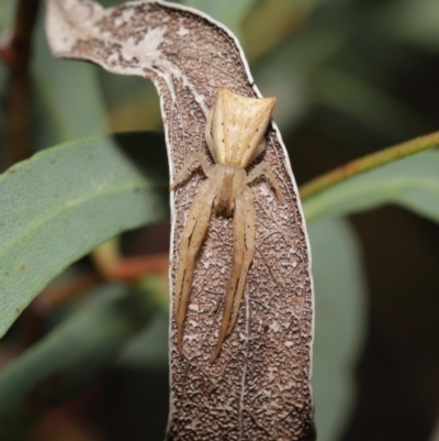 Sidymella trapezia (Trapezoid Crab Spider) at ANBG - 19 Mar 2021 by TimL