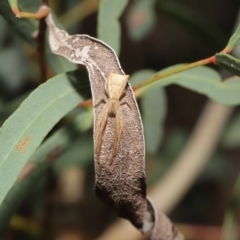 Sidymella trapezia at Downer, ACT - suppressed