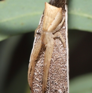 Sidymella trapezia at Downer, ACT - 19 Mar 2021