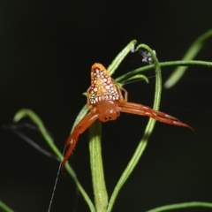 Arkys walckenaeri (Triangle spider) at Acton, ACT - 19 Mar 2021 by TimL