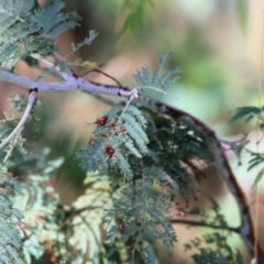 Acacia dealbata subsp. dealbata (Silver Wattle) at Wodonga, VIC - 13 Mar 2021 by Kyliegw