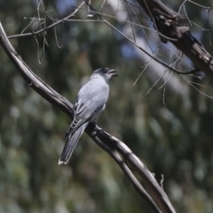 Coracina novaehollandiae (Black-faced Cuckooshrike) at Lake Ginninderra - 1 Mar 2021 by AlisonMilton