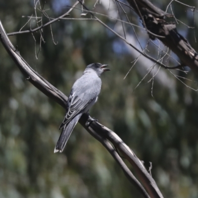 Coracina novaehollandiae (Black-faced Cuckooshrike) at Belconnen, ACT - 1 Mar 2021 by AlisonMilton