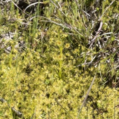 Drosera (genus) (A Sundew) at Cook, ACT - 28 Sep 2020 by AlisonMilton