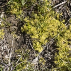 Drosera sp. at Cook, ACT - 28 Sep 2020