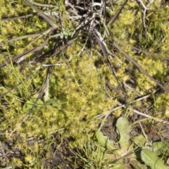 Drosera sp. at Cook, ACT - 28 Sep 2020