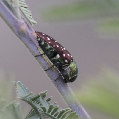 Diphucrania leucosticta (White-flecked acacia jewel beetle) at Hawker, ACT - 16 Mar 2021 by AlisonMilton