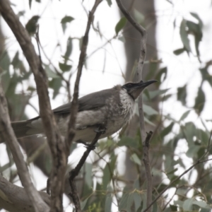 Philemon corniculatus at Hawker, ACT - 16 Mar 2021