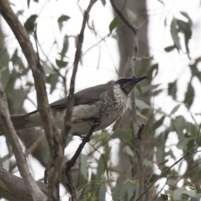 Philemon corniculatus (Noisy Friarbird) at Hawker, ACT - 15 Mar 2021 by AlisonMilton