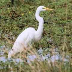 Ardea alba (Great Egret) at Wodonga - 19 Mar 2021 by Kyliegw