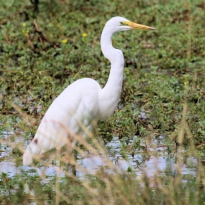 Ardea alba (Great Egret) at Wodonga - 19 Mar 2021 by Kyliegw