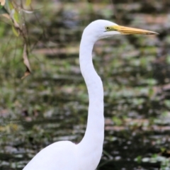 Ardea alba at Wodonga, VIC - 20 Mar 2021