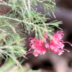 Grevillea rosmarinifolia subsp. rosmarinifolia (Rosemary Grevillea) at Wodonga, VIC - 19 Mar 2021 by Kyliegw