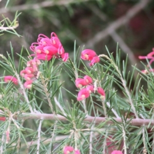 Grevillea rosmarinifolia subsp. rosmarinifolia at Wodonga, VIC - 20 Mar 2021 10:21 AM