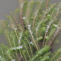 Myriophyllum sp. (Water-milfoil) at Wodonga, VIC - 19 Mar 2021 by Kyliegw
