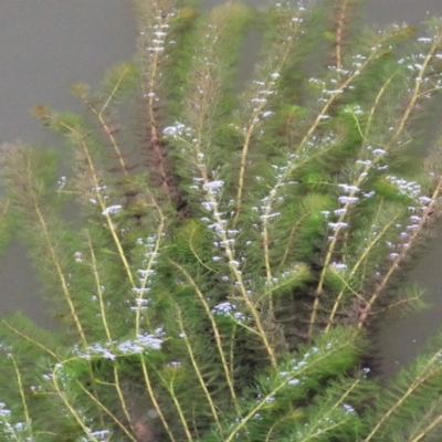 Myriophyllum sp. (Water-milfoil) at Wodonga, VIC - 19 Mar 2021 by Kyliegw