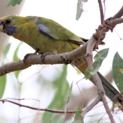 Platycercus elegans flaveolus (Yellow Rosella) at Wodonga - 20 Mar 2021 by KylieWaldon