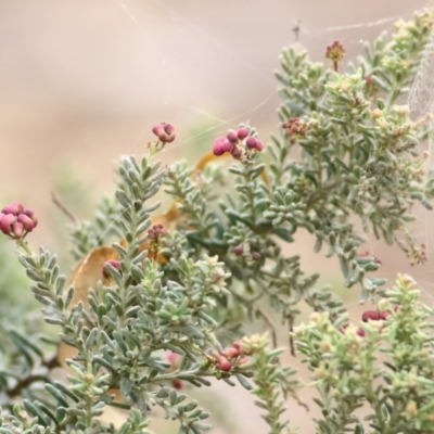 Grevillea lanigera (Woolly Grevillea) at Wodonga, VIC - 19 Mar 2021 by Kyliegw