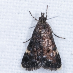 Heliothela ophideresana at Melba, ACT - 11 Mar 2021