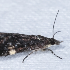 Heliothela ophideresana at Melba, ACT - 11 Mar 2021