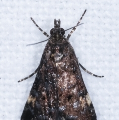 Heliothela ophideresana at Melba, ACT - 11 Mar 2021