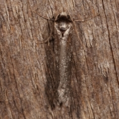 Lepidoptera unclassified ADULT moth (Unidentified - Moth) at Melba, ACT - 10 Mar 2021 by kasiaaus