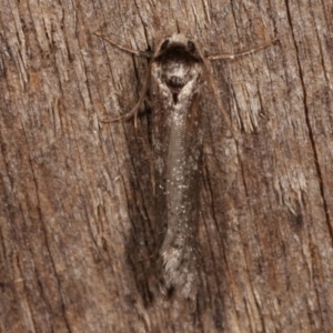 Lepidoptera unclassified ADULT moth at Melba, ACT - 10 Mar 2021