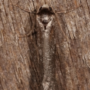 Lepidoptera unclassified ADULT moth at Melba, ACT - 10 Mar 2021