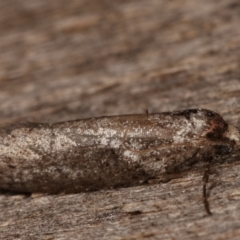 Lepidoptera unclassified ADULT moth at Melba, ACT - 10 Mar 2021