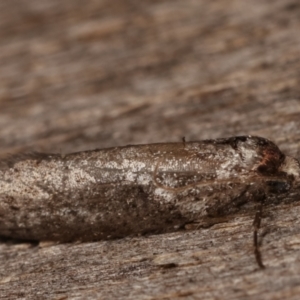 Lepidoptera unclassified ADULT moth at Melba, ACT - 10 Mar 2021 09:03 PM