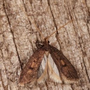 Lecithocera undescribed species nr terrigena at Melba, ACT - 10 Mar 2021 09:09 PM