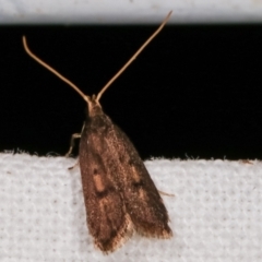 Lecithocera undescribed species nr terrigena at Melba, ACT - 10 Mar 2021