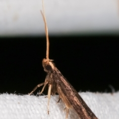 Lecithocera undescribed species nr terrigena at Melba, ACT - 10 Mar 2021