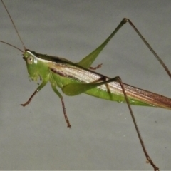 Conocephalus sp. (genus) (A Tussock Katydid) at Wanniassa, ACT - 20 Mar 2021 by JohnBundock