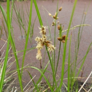 Bolboschoenus medianus at Fyshwick, ACT - 17 Mar 2021