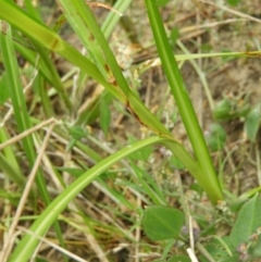 Bolboschoenus medianus at Fyshwick, ACT - 17 Mar 2021