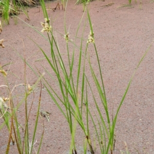 Bolboschoenus medianus at Fyshwick, ACT - 17 Mar 2021