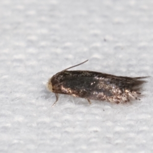 Nepticulidae (family) at Melba, ACT - 10 Mar 2021