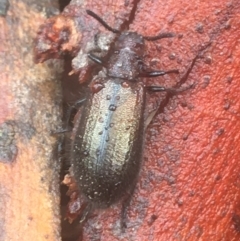 Lagriini sp. (tribe) (Unidentified lagriine darkling beetle) at O'Connor, ACT - 21 Mar 2021 by NedJohnston