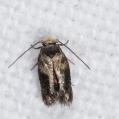 Nepticulidae (family) (Pigmy Moths) at Melba, ACT - 10 Mar 2021 by kasiaaus