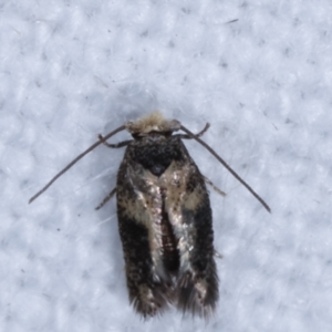 Nepticulidae (family) at Melba, ACT - 10 Mar 2021