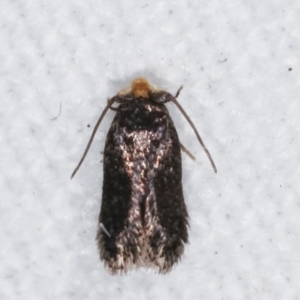 Nepticulidae (family) at Melba, ACT - 10 Mar 2021