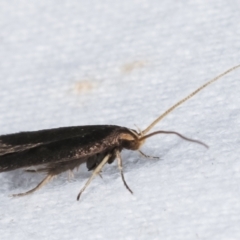 Lecithocera terrigena at Melba, ACT - 10 Mar 2021