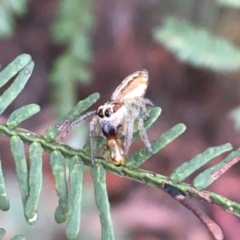 Opisthoncus sp. (genus) (Opisthoncus jumping spider) at O'Connor, ACT - 21 Mar 2021 by Ned_Johnston