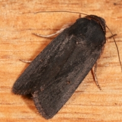 Proteuxoa sp. (21) (MoV, Part 9) (A Noctuid moth (Acronictinae)) at Melba, ACT - 10 Mar 2021 by kasiaaus
