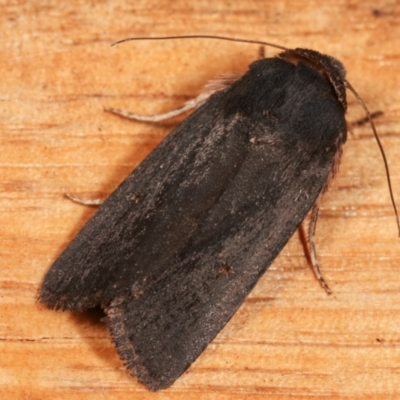 Proteuxoa sp. (21) (MoV, Part 9) (A Noctuid moth (Acronictinae)) at Melba, ACT - 10 Mar 2021 by kasiaaus