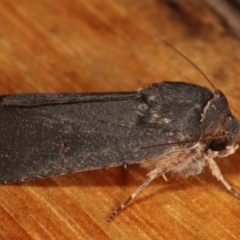 Proteuxoa unidentified species (MoV sp.21) at Melba, ACT - 10 Mar 2021