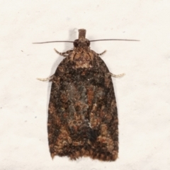 Thrincophora impletana (a Tortrix moth) at Melba, ACT - 10 Mar 2021 by kasiaaus